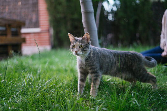 cat staring at something in the garden with a woman in the background. domestic animal. selective focus