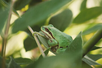 green tree frog on leaf 
