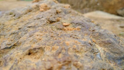 lichen on rock