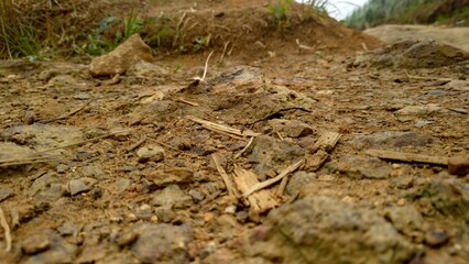 Fototapeta premium ants on the ground
