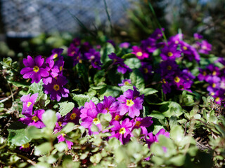 Urocze kwiaty na łące. Lovely flowers in the meadow © Tomasz