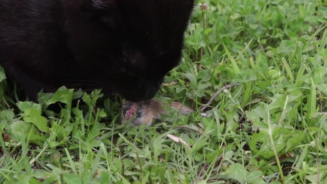 Black cat caught a wild mouse and eat it.