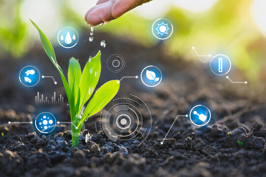 Farmer's hand watering a young plant, Modern agriculture with technology concept