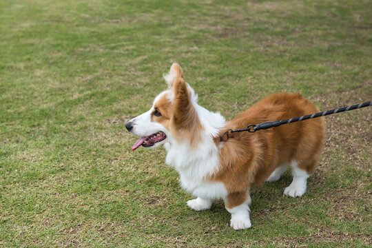 welsh corgi pembroke dog walk with onwer in field