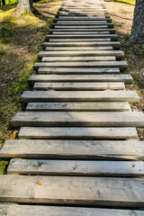 Sunlit boardwalk in the forest