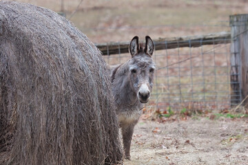 Fototapeta premium Donkey Eating Hay on Farm