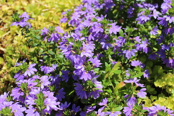 Blaue Fächerblume