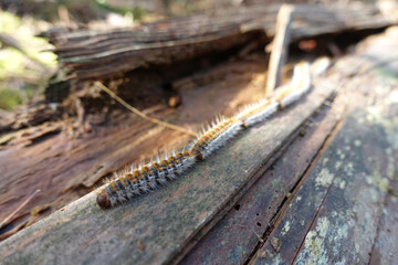 Thaumetopoea pinivora, the eastern pine processionary  walking on bark of pine tree