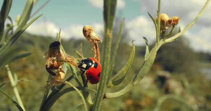 Closeup macro of a lady bug crawling on the leaf of a plan in a field