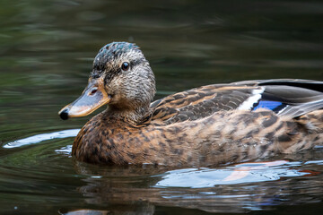 Mallard Head Shot Fene Galicia