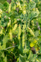 Peas growing on the farm. Pea pods are ripe