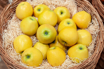 Basket of yellow ripe apples. Organic natural apples in wooden basket.
