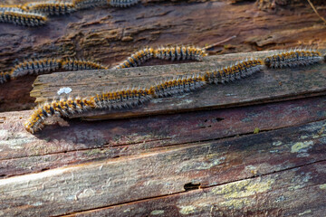 Thaumetopoea pinivora, the eastern pine processionary  walking on bark of pine tree