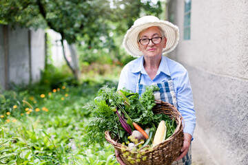 Harvesting in garden. Senior woman holding basket of harvested vegetables. Retired farmer with organic home grown food. Gardening in yard.