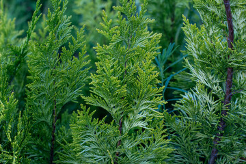 The young branches of the tui are illuminated by the bright sun.