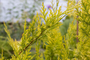 Yellow cap of gold-colored flowers, bright sunny day.