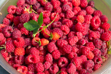 large plate with ripe raspberries
