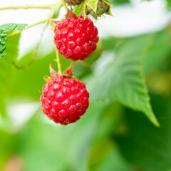 Ripe raspberry on a bush in the garden on a sunny day