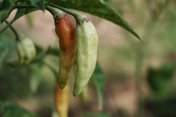 Fresh chilies on the tree