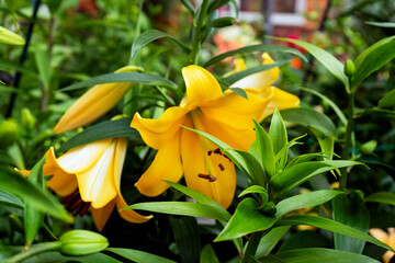yellow lily in the garden