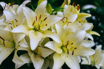 Obraz premium white lilies on a green background