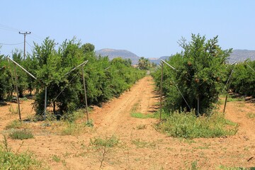 Pomegranate tree plantation on a field in Attica, Greece.