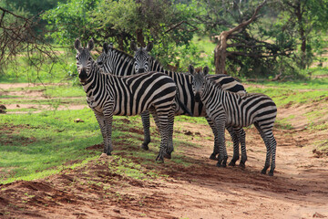 Fototapeta na wymiar Four zebras on the roadside have just come out of the bushes and look at the camera. Amboseli National Park, Kenya.