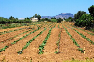 Fototapeta na wymiar Growing vegetables on a field in Attica, Greece, August 2 2019.