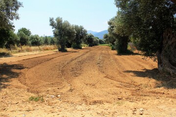 Plowed field, olive grove in Attica, Greece.