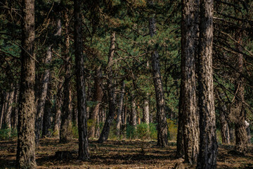 Landscape with the image of summer forest. Great forest of pine trees.