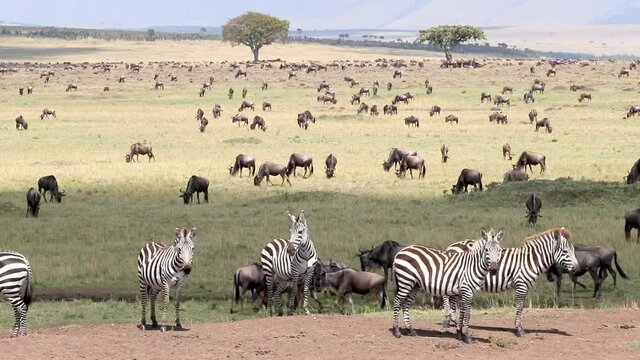 Zebra, equus quagga,  and white-bearded wildebeest, Connochaetes taurinus,  in the open grasslands of the Masai Mara, Kenya, during the annual great migration. 