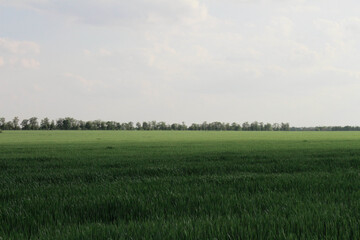 Fototapeta premium green field and blue sky in my home village
