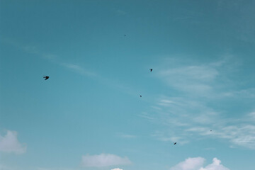 little birds fly in the big sky