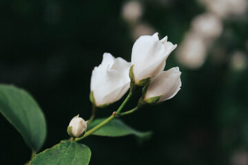 white bud in my garden