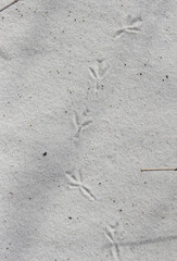 bird tracks in the sand