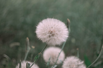 thistle flower in the field