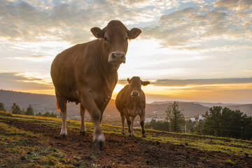 Deux vaches dans le coucher de soleil