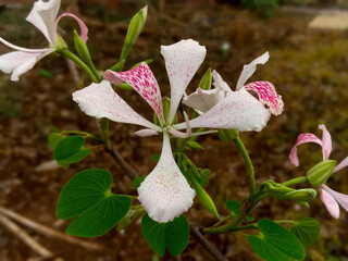 white magnolia flower