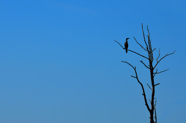 bird cormorant on a tree branch without leaves against the blue sky