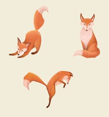 Fototapeta premium Red fox collection. Foxes in different poses. Animal lover
