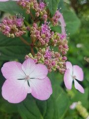 pink and white flowers