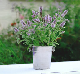 catmint or catnip flowers in bucket on a white garden table. herbal tea ingredient. selective focus. traditional medicine ingredient. purple flowers. 