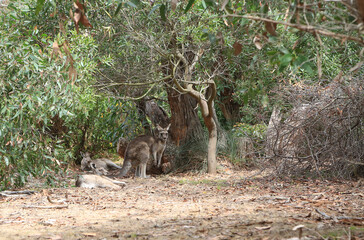 Eastern grey Kangaroo in the wood - Anglesea golf course in Victoria, Australia