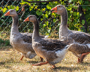 geese on the grass