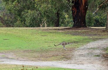 Kangaroo jumping in the park - Anglesea golf course in Victoria, Australia