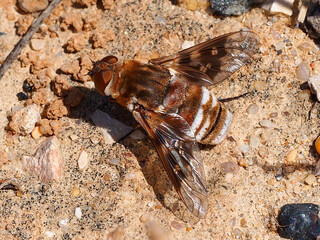 Bee-fly (Thyridanthrax polyphemus)