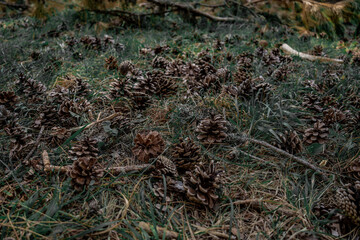 Several pine cones falling on the ground in the forest in a summer day.