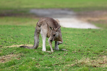 Naklejka na ściany i meble Eastern grey Kangaroo - Anglesea golf course in Victoria, Australia
