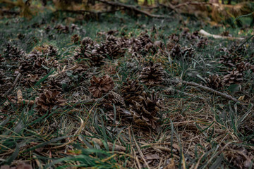 Several pine cones falling on the ground in the forest in a summer day.