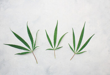 Young beautiful cannabis leaves lie on a gray background. Close up